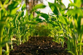 Agriculture background
